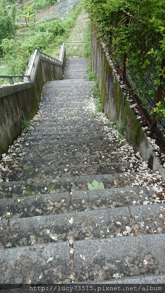 (遊記)內灣追桐花，五月雪雖少卻美麗如畫。