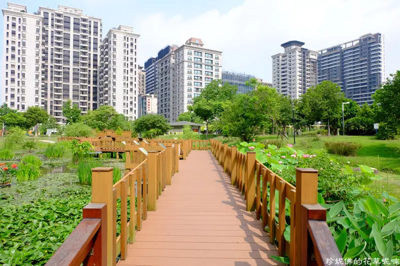 【新北-新莊區】頭前運動公園生態池，市區賞荷好去處
