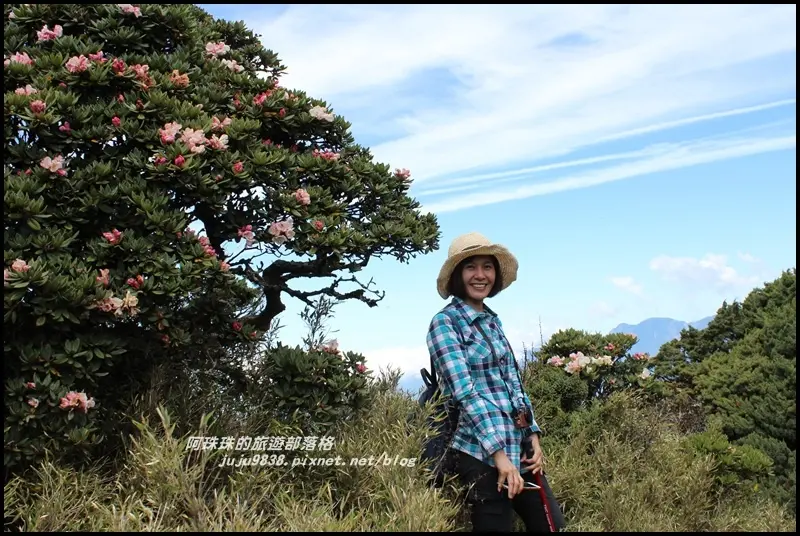 南投。三訪合歡東峰賞玉山杜鵑