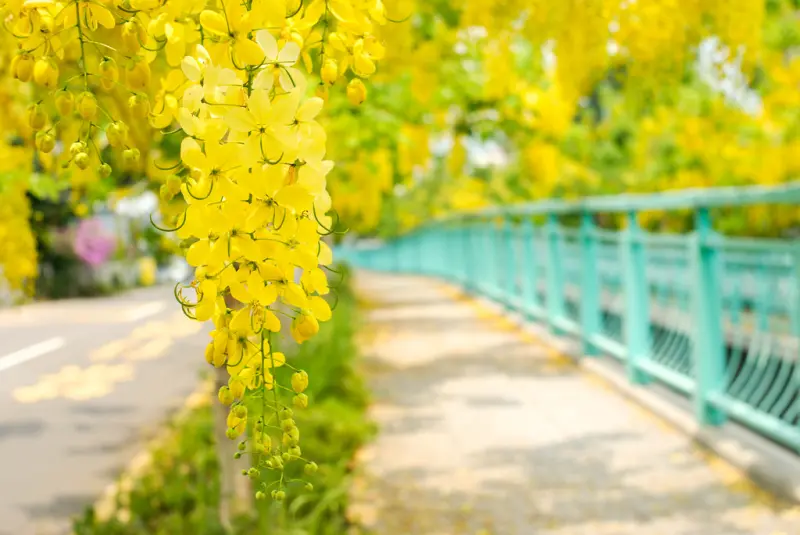南投市賞花景點 | 阿勃勒大道搭配Tiffany綠  輕盈飄逸浪漫黃金雨