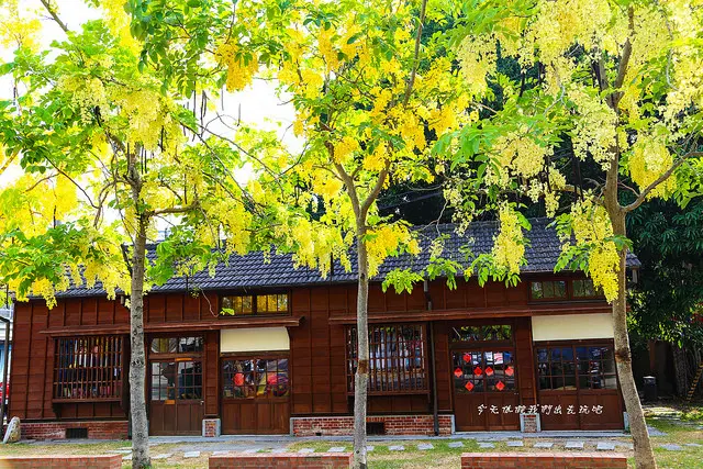 大林火車站旁。初遇黃金阿勃勒。巧遇My Darling