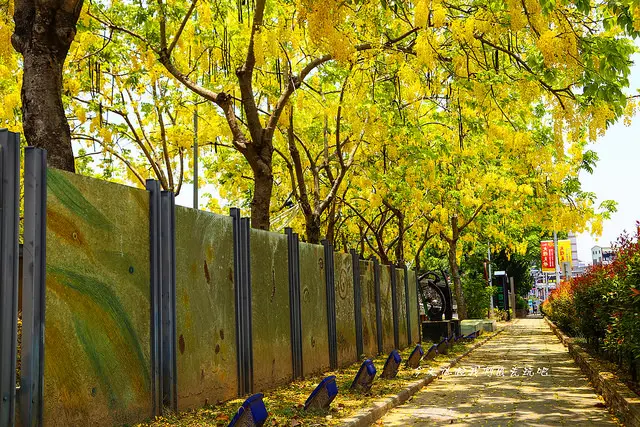 嘉義二二八紀念公園。阿勃勒點亮城角一隅
