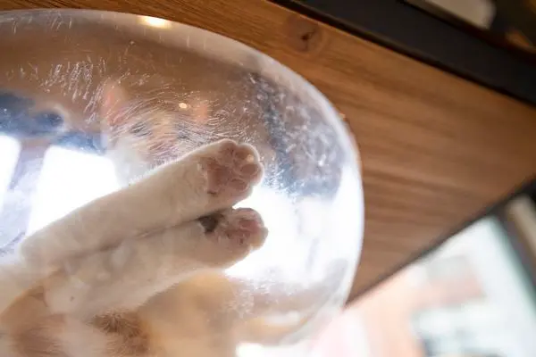 FunLife Gelato Cats Cafe - 應該是我目前去過最乾淨的貓咪咖啡店