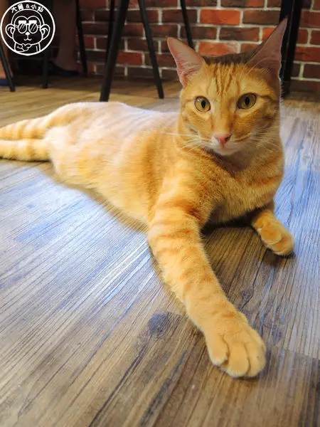 呷飽祙【新北板橋･Fun Life - Gelato。Cats。Café】新開寵物餐廳        
      