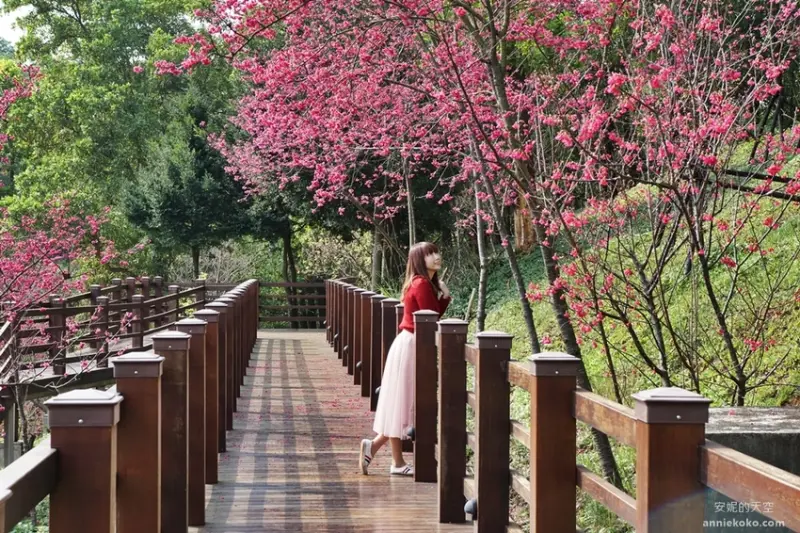 桃園櫻花秘境 龜山長庚養生文化村 木棧道櫻花隧道 八重櫻粉爆春日 - 安妮的天空