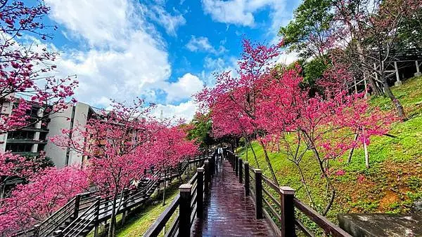 2021桃園賞櫻|長庚養生村櫻花盛開|適合全家大小健行步道(2021/2/12最新花況分享)
