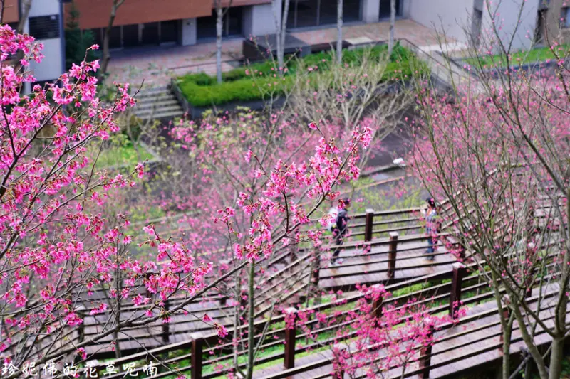 【桃園-龜山區】2019長庚養生文化村櫻花木棧道