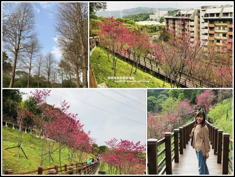 桃園。長庚養生村最美櫻木花道｜高氧登山步道｜水杉林｜免門票景點好好拍