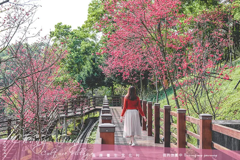 《桃園龜山》長庚養生文化村 漫步粉色櫻花木棧道、都市中的賞櫻秘境｜2.26花況