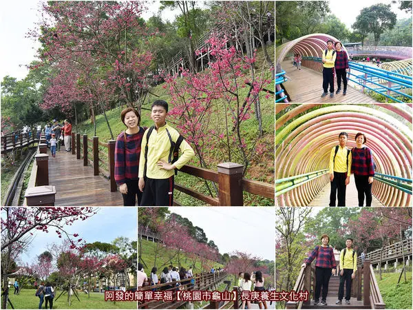 ﹝桃園市龜山遊記﹞長庚養生文化村　充滿浪漫愜意悠閒感的Z字型八重櫻木棧步道平台，童趣與IG熱門打卡的粉色圈圈隧道 　／免費參觀／桃園賞櫻新熱門景點／桃園免費親子景點