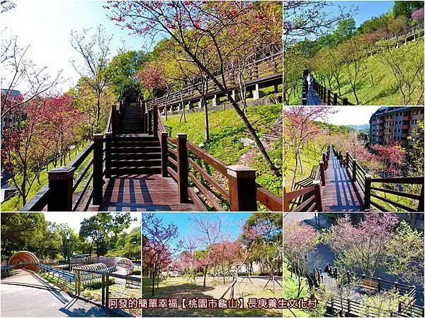 ﹝桃園市龜山遊記﹞長庚養生文化村　龜山在地賞櫻秘境，浪漫愜意、櫻花開滿身旁兩側的Z字型八重櫻木棧步道平台　／0222花況／免費參觀／龜山季節限定婚攝聖地／桃園龜山賞櫻新熱門景點