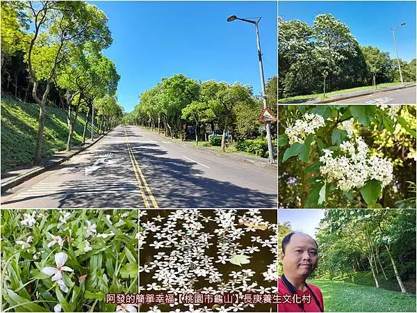 ﹝桃園市龜山遊記﹞長庚養生文化村　龜山在地賞油桐花小秘境，花開人行道旁不僅是伸手可及的距離，陣陣微風吹過時更有如飄起四月雪般～　／免費參觀／20210420花開約5成