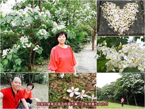 ﹝桃園市龜山遊記﹞長庚養生文化村　不必人擠人，花開伸手可及的距離，風吹如白雪般飄落，龜山在地人才知的賞油桐花小秘境　／免費參觀／桃園賞油桐花／0501最新花況