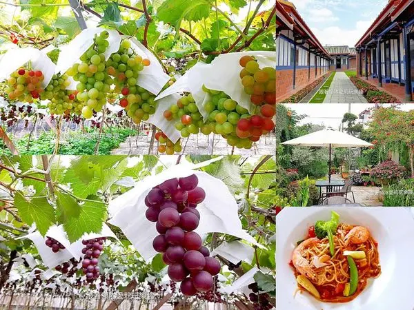 【彰化  旅遊】大村巨峰葡萄採果樂一日遊 X 成美文化園區 X綠海咖啡