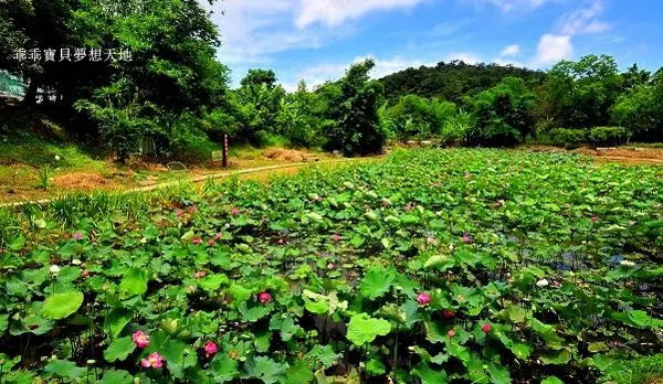 【汐止 / 賞荷】玉泉宮 - 荷園 好好拍。兒童遊戲場 好好玩