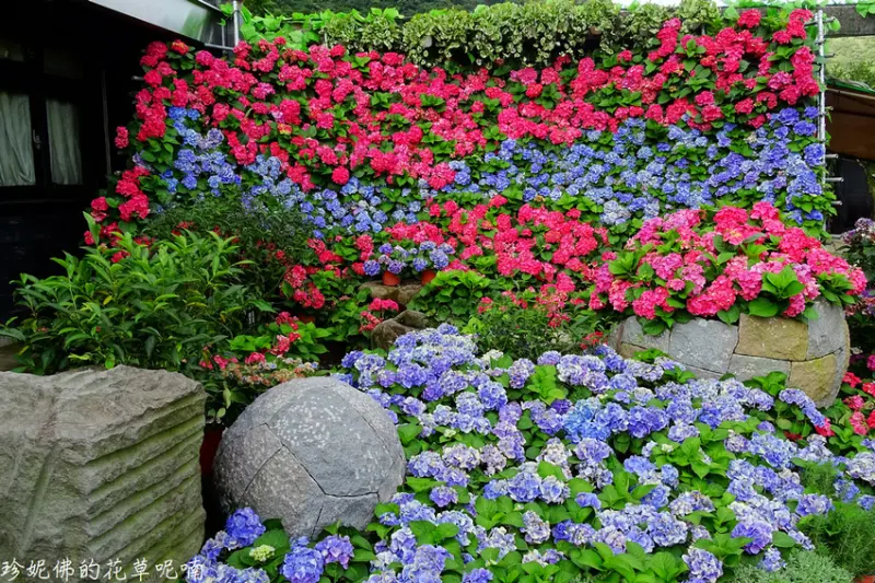 【台北-北投區】2019大賞園繡球花