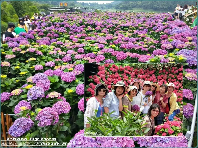 《陽明山賞花景點》初夏最夯的賞花景點/2019.05.26跟著健身房群芳友人的腳步到竹子湖賞繡球花-『大賞園』