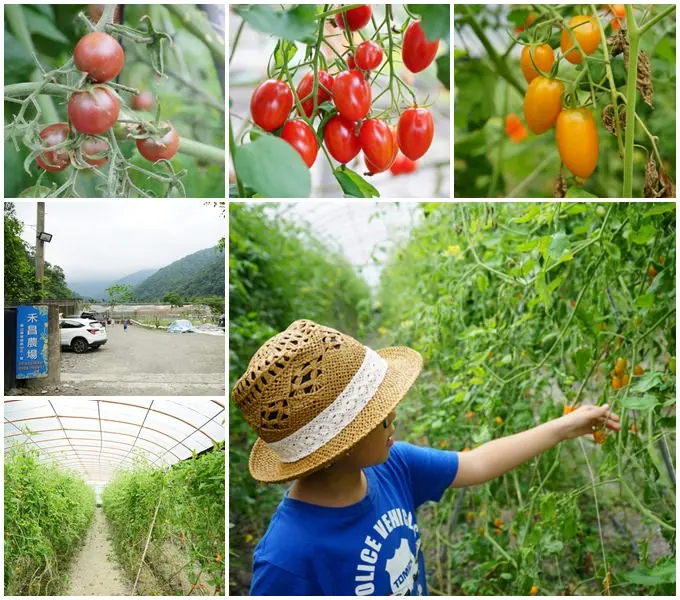 禾昌友善農場.宜蘭員山親子遊▋無毒溫室培育三色小蕃茄、桃太郎蕃茄，現採現吃新鮮好吃又香甜，湧泉、溪水可泡腳玩水，好山好水好去處！