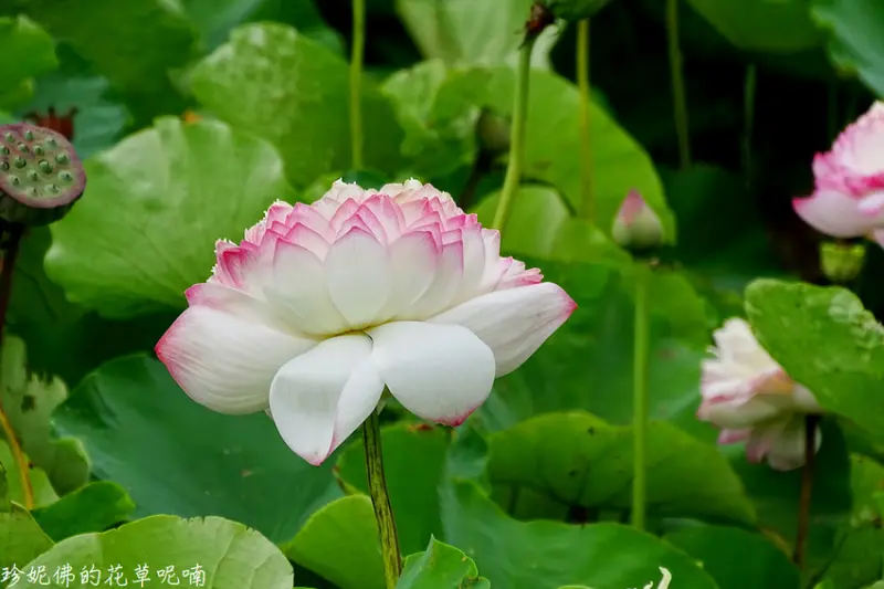 【苗栗-苑裡鎮】2019苑裡牡丹蓮池賞蓮記