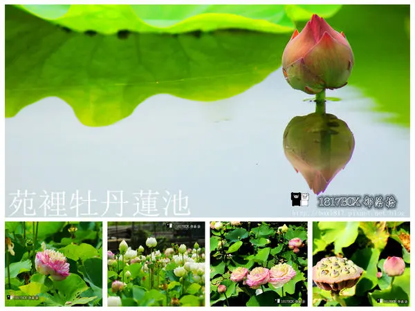 【苗栗。苑裡】苑裡牡丹蓮池。豔夏南風賞花遊。牡丹蓮。白色西洋蓮相爭豔