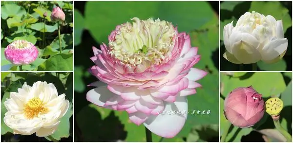 苗栗免費賞花景點2020【苑裡牡丹蓮池】夏季限定~牡丹蓮。花開啦~賞花趣!