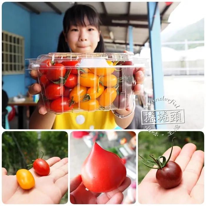 ▋宜蘭禾昌農場採菓趣 ▋新鮮無毒就是王道！三色小蕃茄、桃太郎蕃茄，一旁還有沁涼湧泉可泡腳玩水，全家出遊好地方！