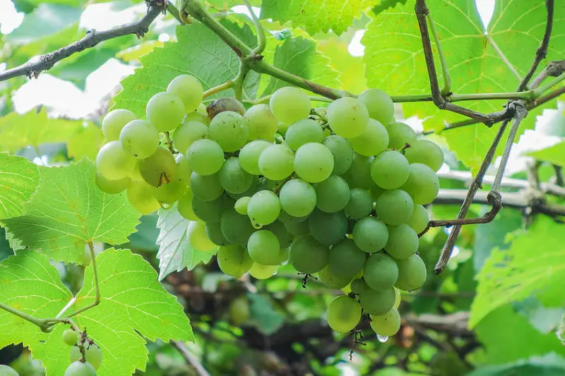 彰化二林【蘭輝酒莊自然葡萄酒】老藤金香葡萄釀造佳績   2017紫晶盃白酒奪冠 ( 夏日限定~親子採果DIY釀酒樂 )