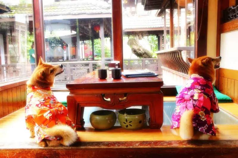 【食。中壢】友竹居茶藝館〜5、6年級生的共同回憶！中國風庭園造景品茗聊天美食，學生就愛這一味！