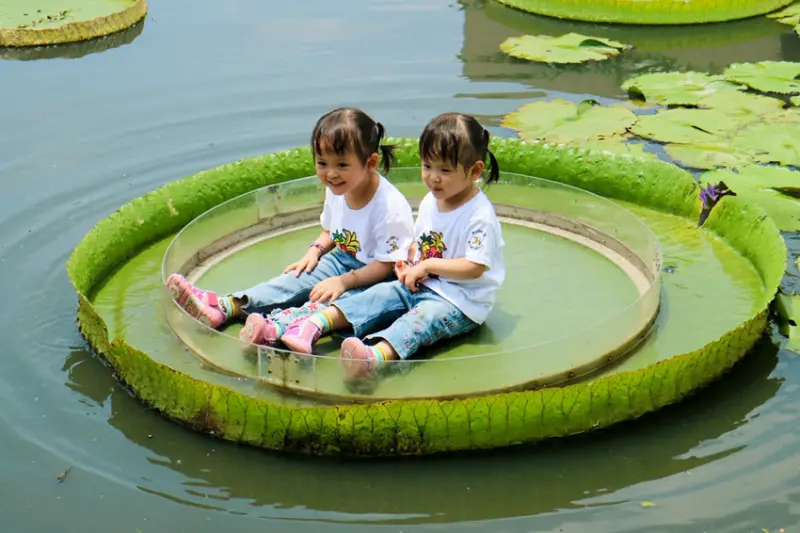 【台南白河】白荷蓮香亭 坐大王蓮玩魔術 遊蓮花池好嗨森 免費參觀