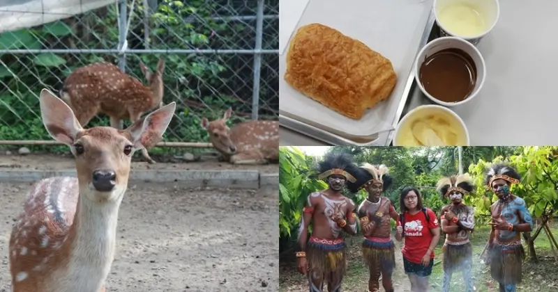 墾丁悠活-阿信巧克力農場 欣賞生態與表演 還有DIY與可愛小鹿