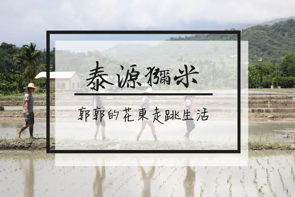 【台東遊記】泰源幽谷獼米稻作體驗~自產自銷的稻米產銷班小農有機米