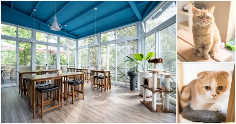 桃園絕美咖啡廳【貓森咖啡】和貓咪們一起耍慵懶 - 潔妮食旅生活