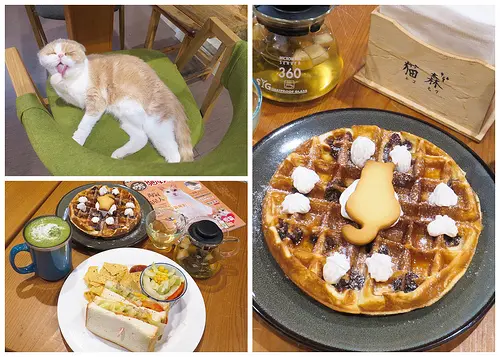 【桃園楊梅】貓森咖啡 NEKO MORI CAFE，享用輕食餐點，用餐還有貓咪作伴，貓咪控必訪！
