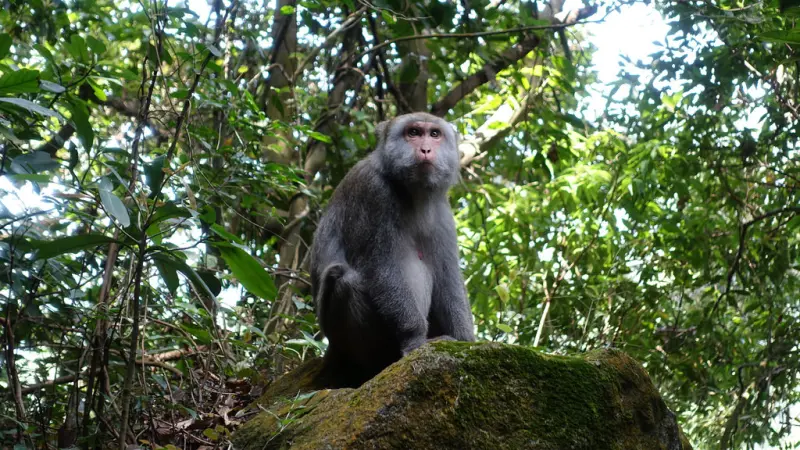 「登山Lets go」巧遇獼猴輕鬆好走的天母水管步道