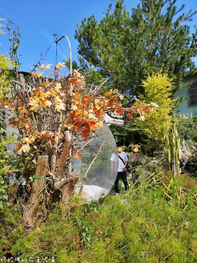 【南投-埔里鎮】多肉秘境｜多肉選購、DIY手作課程與免費拍照設施