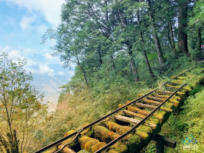 太平山半日遊：森林浴洗禮！全球最美小徑見晴古道