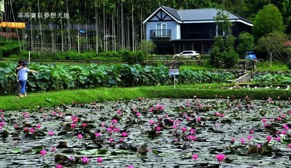 【雙溪 / 賞花 】上林里蓮花園。一定要衝透早才看得到美景