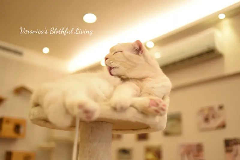 桃園 「喵日子 Café」，萌喵下的薰陶，散播著一縷稚嫩的芬香