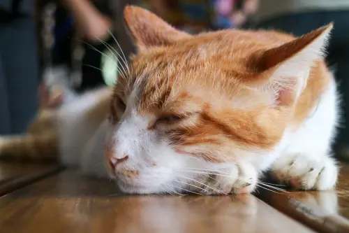 【雲林古坑】自家莊園  梨仔瓜的傳承甜蜜夢 DIY草莓果醬 採瓜樂 邊摘邊吃