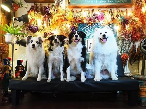 內壢漂亮的寵物餐廳，專業狗店長陪你拍照，居然在黃昏市場後面的小巷子!