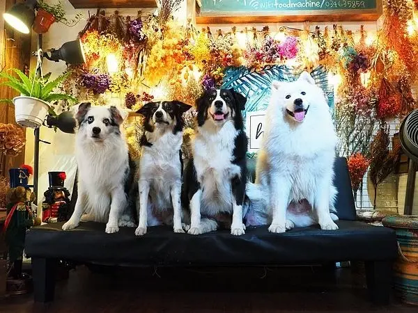 內壢漂亮的寵物餐廳，專業狗店長陪你拍照，居然在黃昏市場後面的小巷子!