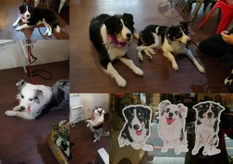 ※寵物友善餐廳※中壢三犬鎮店之 食。光機Food Machine義大利餐廳★小精靈胡扯蛋★2017.08.19