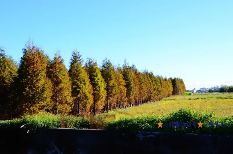 Ω寵物也可這樣玩Ω桃園八德霄裡里落羽松★小精靈胡扯蛋★2017.01.01