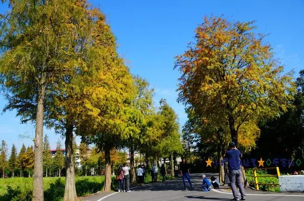 Ω寵物也可這樣玩Ω桃園龍潭石園路-落羽松★小精靈胡扯蛋★2015.11.29