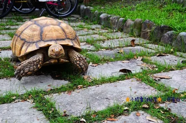 Φ寵物友善民宿Φ宜蘭樂狗堡寵物民宿★小精靈胡扯蛋★2015.10.03~04