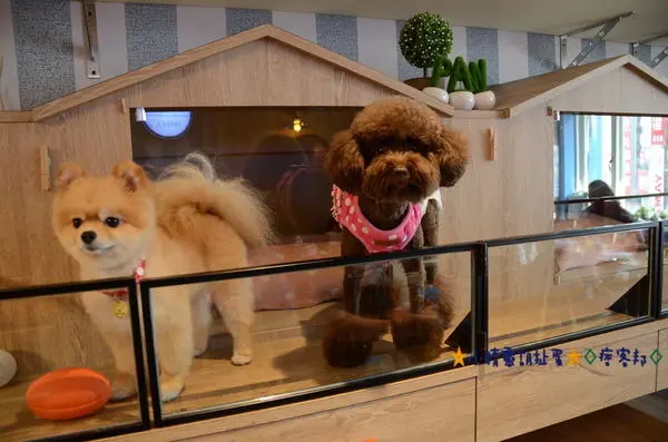 ※寵物友善餐廳※台北市跑飯店(已歇業)～★小精靈胡扯蛋★為毛小孩及拔拔麻麻設計的跑飯店寵物餐廳2015.06.13