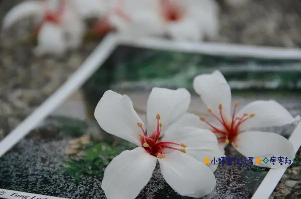 ＆國內旅遊＆★小精靈胡扯蛋★苗栗 油桐花坊~一探有油桐花盛名的餐廳2013.04.16