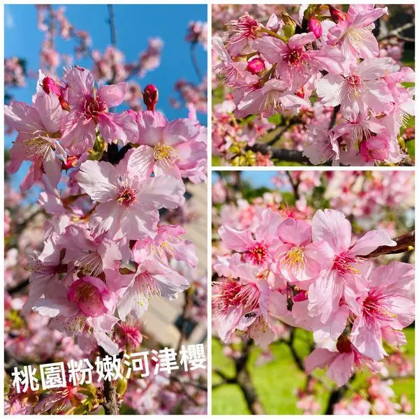2020桃園櫻花季|中央大學賞櫻|免出國在台欣賞粉嫩嬌貴河津櫻|走訪偶像劇拍攝場景中大湖|小木屋季節限定草莓鬆餅甜蜜登場(2020/2/1最新花況)