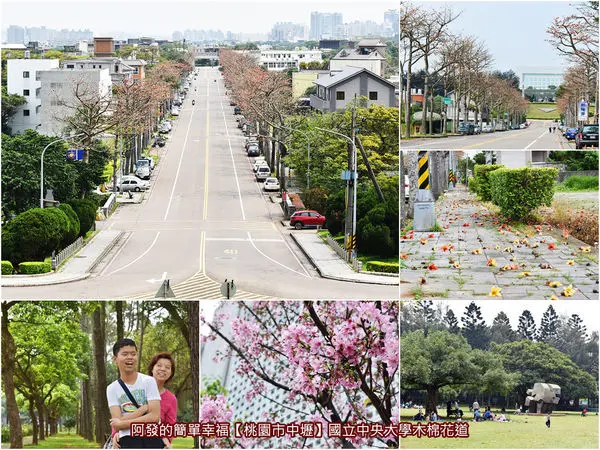 ﹝桃園市中壢遊記﹞國立中央大學　橘紅耀眼綿延數百公尺之木棉花道，粉嫩吉野櫻、雪白流蘇齊綻中～（2019/04/04花況）　／北台灣最美木棉花道／中壢免費親子野餐景點／中壢免費賞花景點／中壢熱門婚紗景點