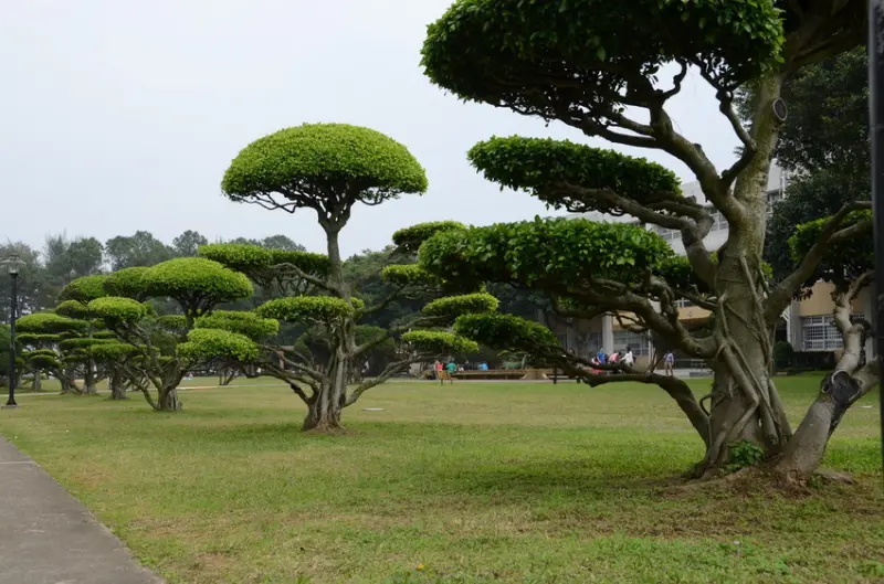 Ω寵物也可這樣玩Ω桃園中壢 中央大學-寬闊綠地好好跑★小精靈胡扯蛋★2015.03.15